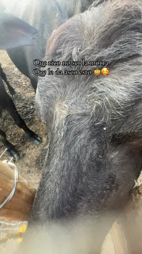 TikTok video thumbnail by andrianipatroncitavaldez