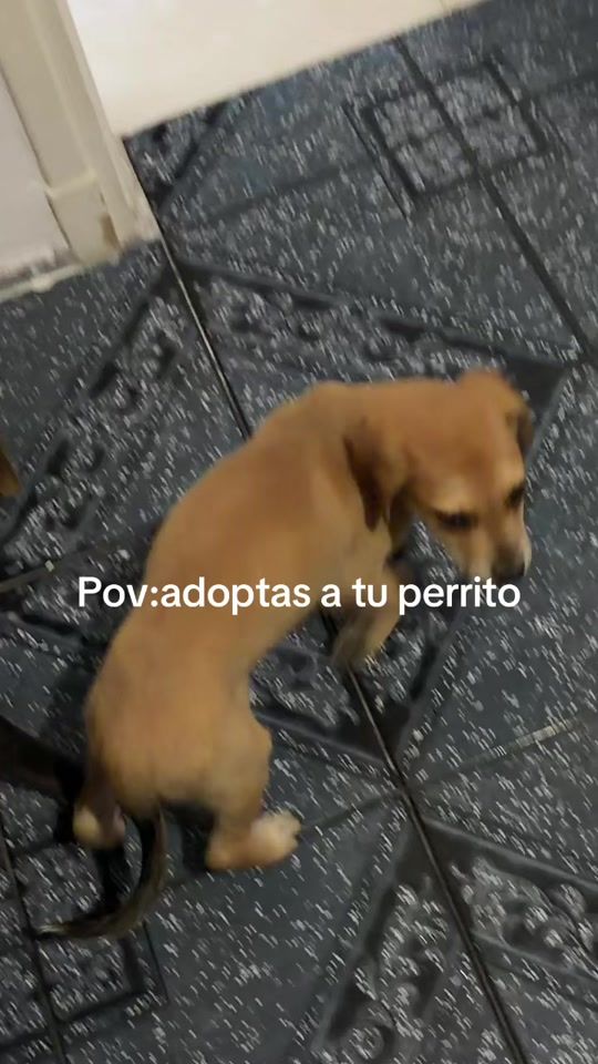 TikTok video thumbnail by iamalexanderbarrios