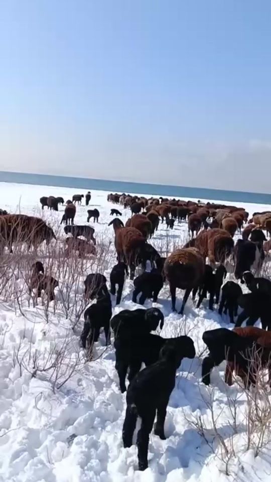 TikTok video thumbnail by nodirahmedov7
