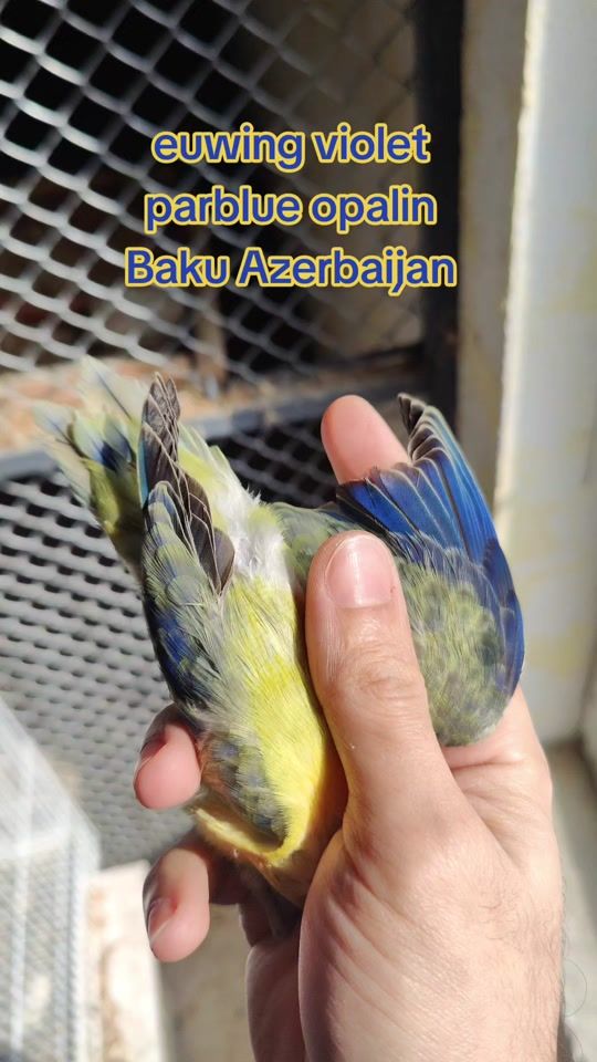 TikTok video thumbnail by karella.az
