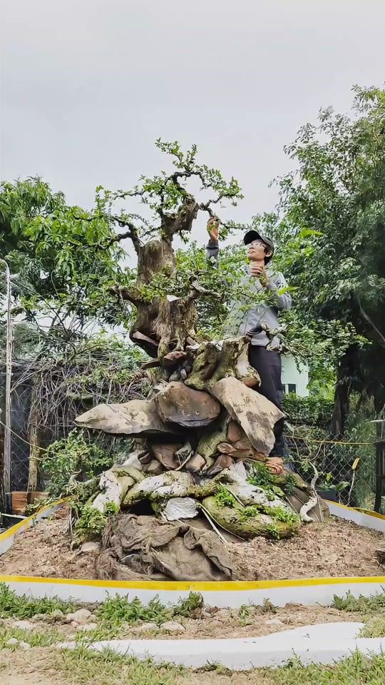 TikTok video thumbnail by camera_bonsai