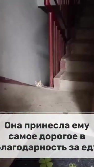 TikTok video thumbnail by gulum_124