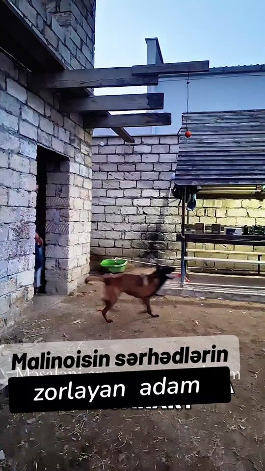 TikTok video thumbnail by premium_malinois_