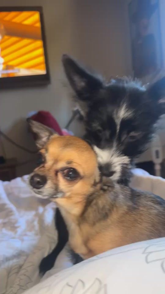 TikTok video thumbnail by binkythechichi2