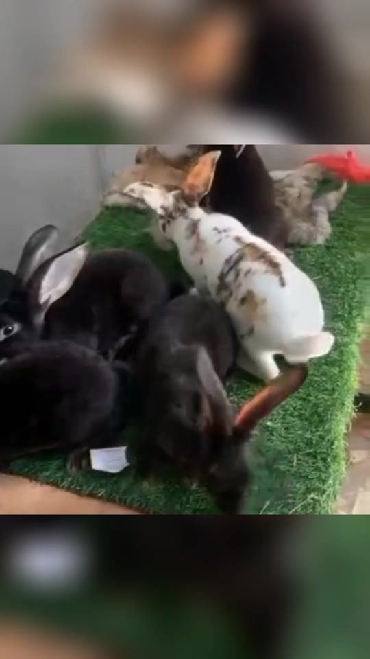 TikTok video thumbnail by faso_rabbit