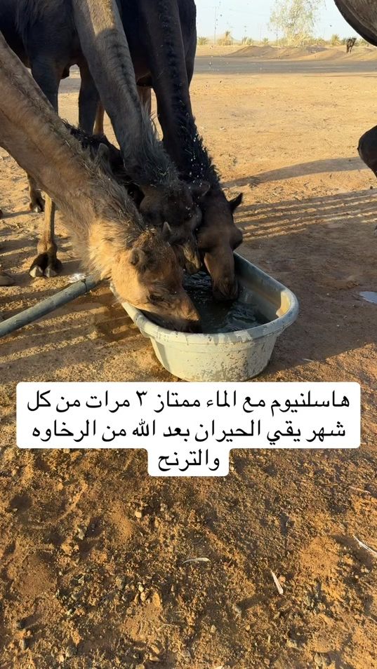 TikTok video thumbnail by hamad.atawi