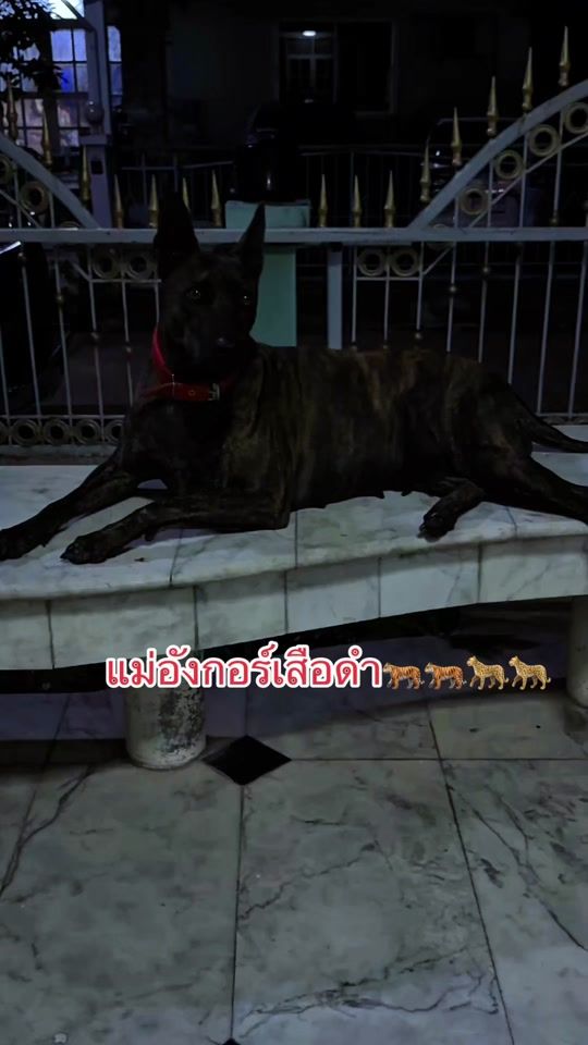 TikTok video thumbnail by mydogclassic