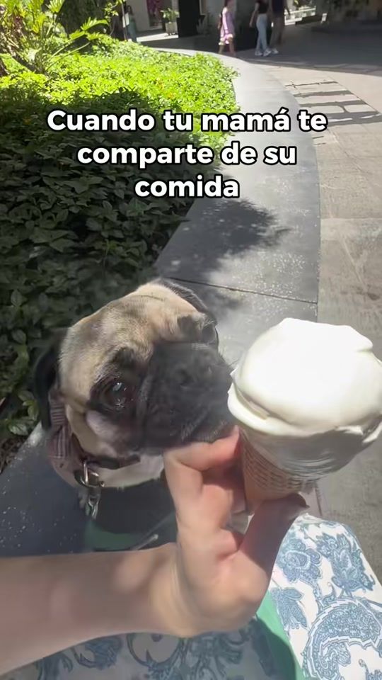 TikTok video thumbnail by itspugbertha
