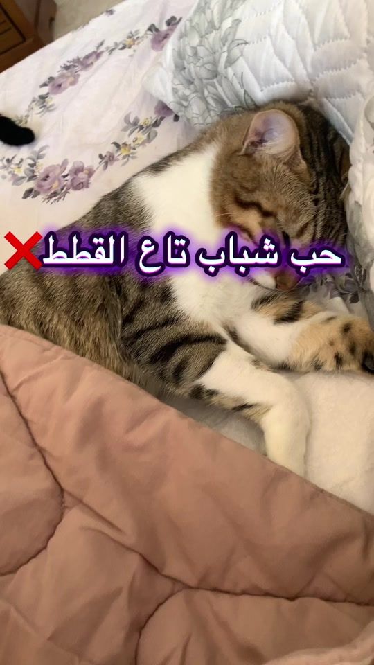 TikTok video thumbnail by fella_and_cats