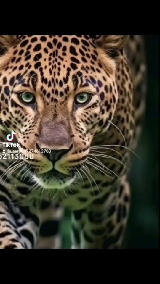 TikTok video thumbnail by user8087274612703