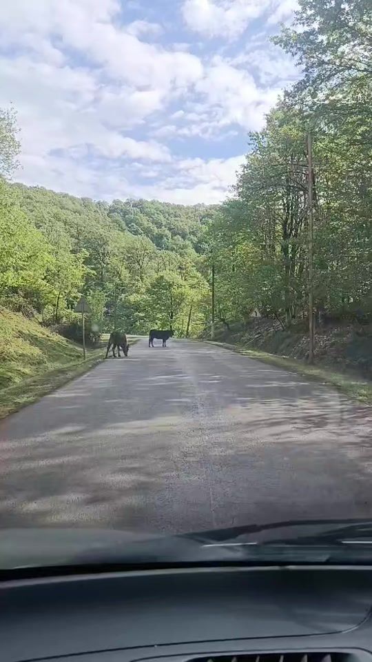 TikTok video thumbnail by yol_adami664