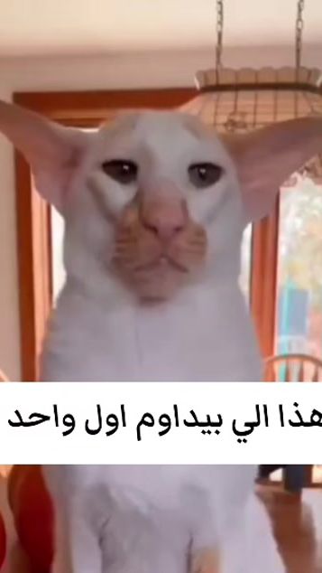 TikTok video thumbnail by mahmoud_1611