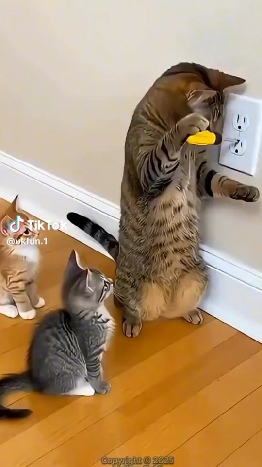 TikTok video thumbnail by mgyit88