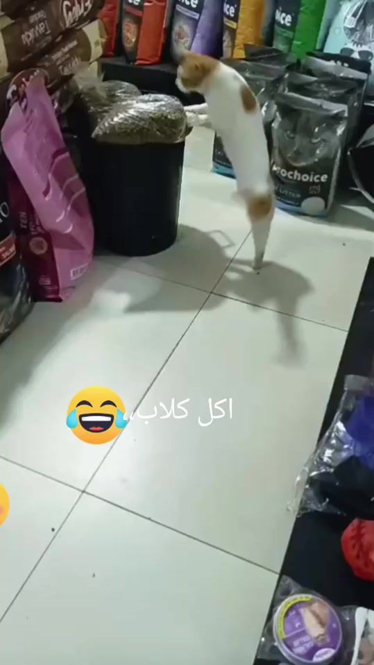 TikTok video thumbnail by petshoo3