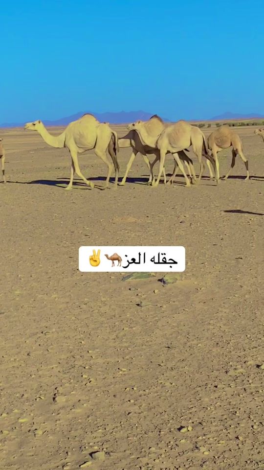 TikTok video thumbnail by khal_hatim