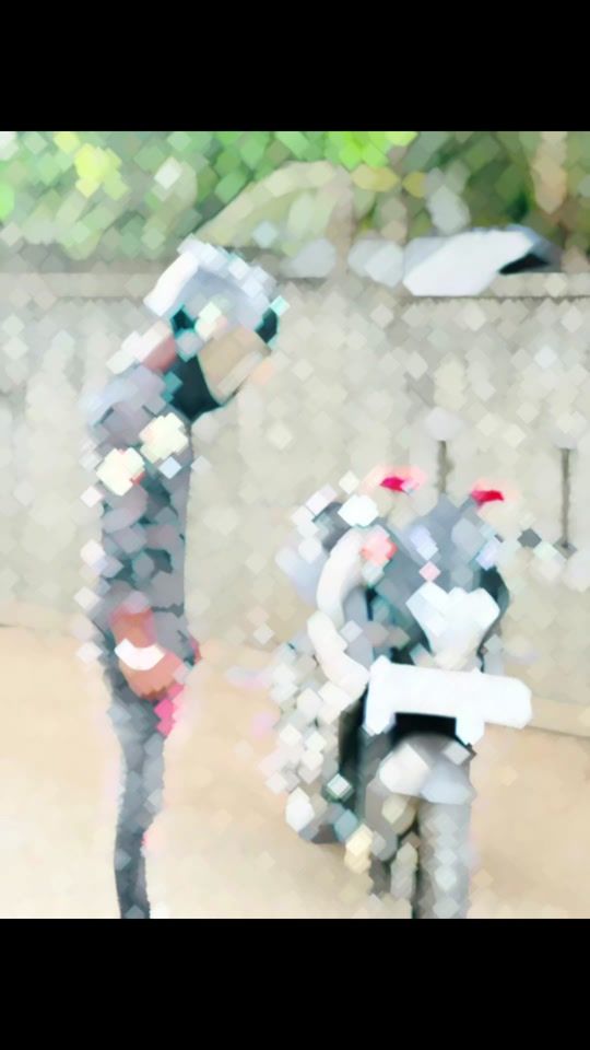 TikTok video thumbnail by pullingovithu