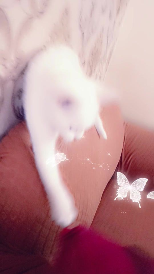 TikTok video thumbnail by 789attitude2