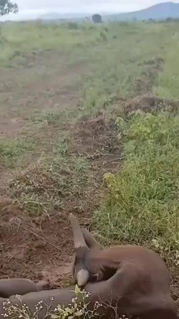 TikTok video thumbnail by ankole_cattle
