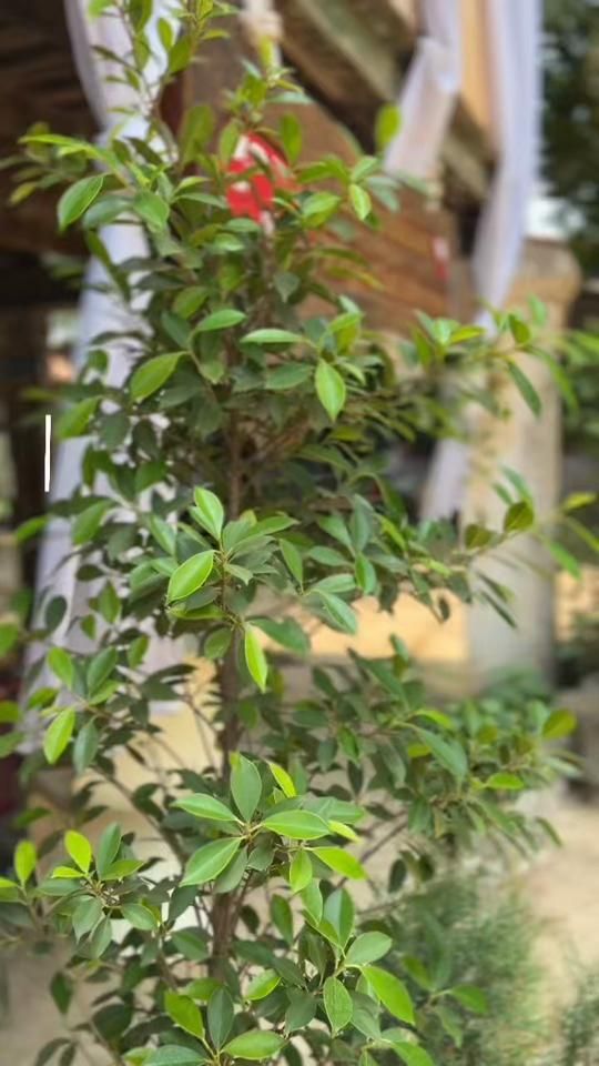 TikTok video thumbnail by nana_nnpv