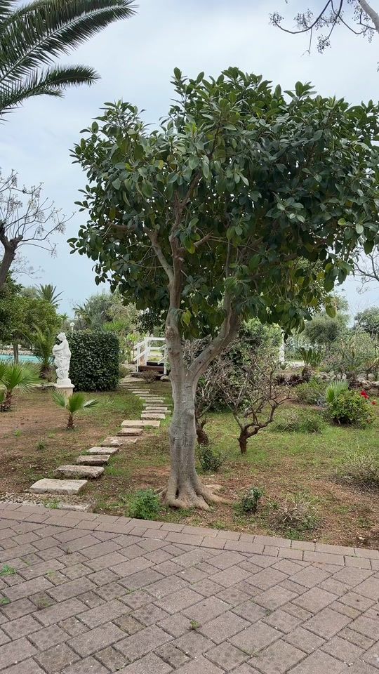 TikTok video thumbnail by arbenbregasi1