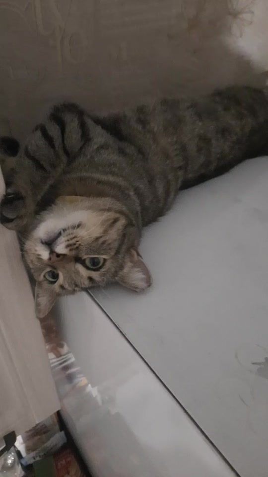 TikTok video thumbnail by svetlana_sveta00