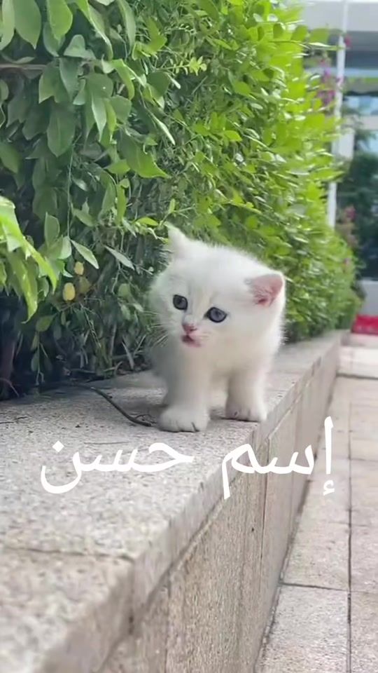 TikTok video thumbnail by tiktokc507