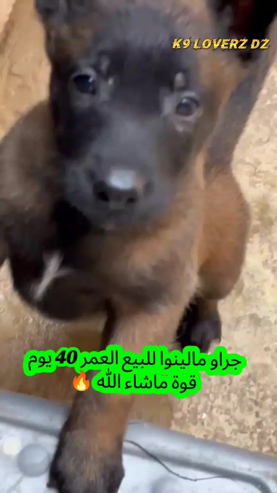 TikTok video thumbnail by mb_k9_lovers_dz
