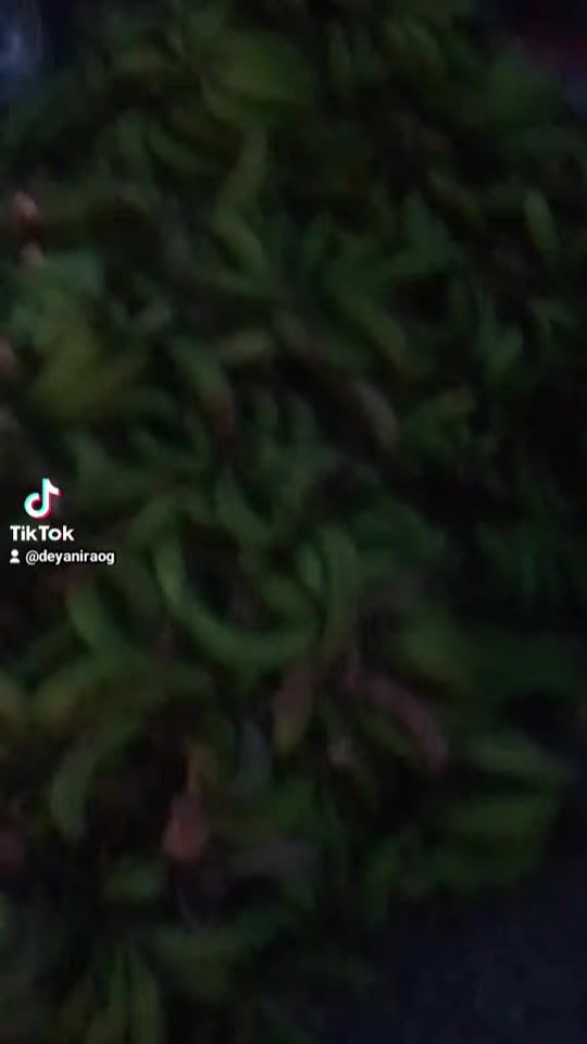 TikTok video thumbnail by deyaniraog