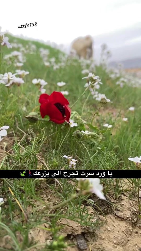 TikTok video thumbnail by 52f13