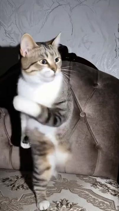 TikTok video thumbnail by batyr_pirmedow