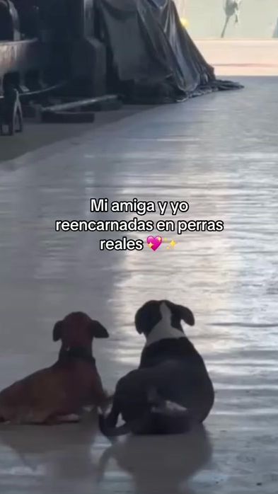 TikTok video thumbnail by dddhc18