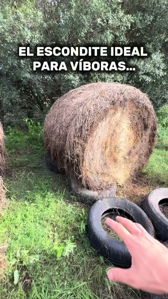 TikTok video thumbnail by luccasuhrig
