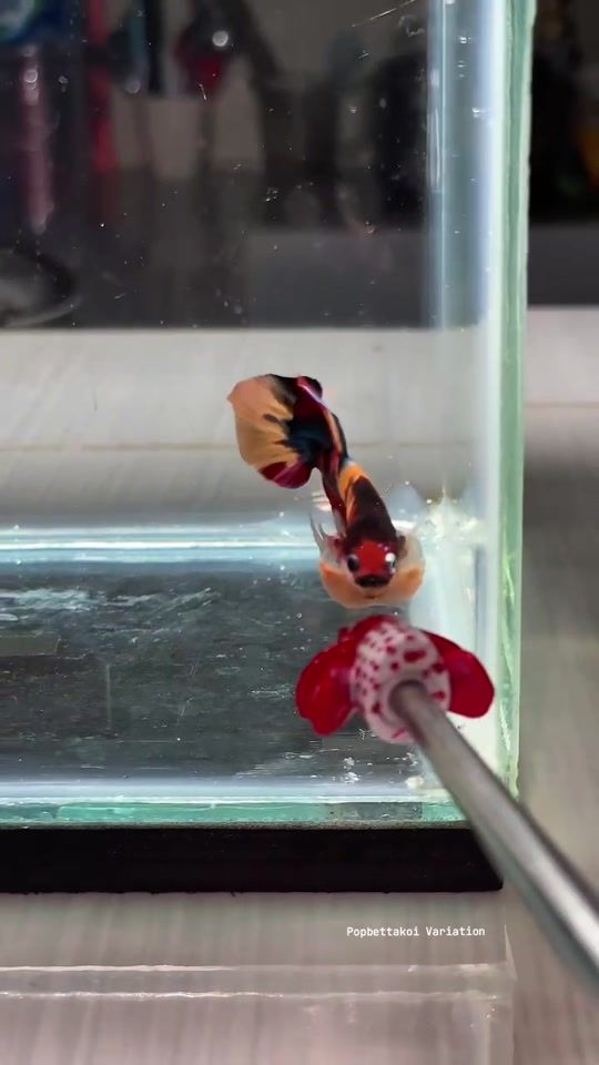 TikTok video thumbnail by popbetta.koi