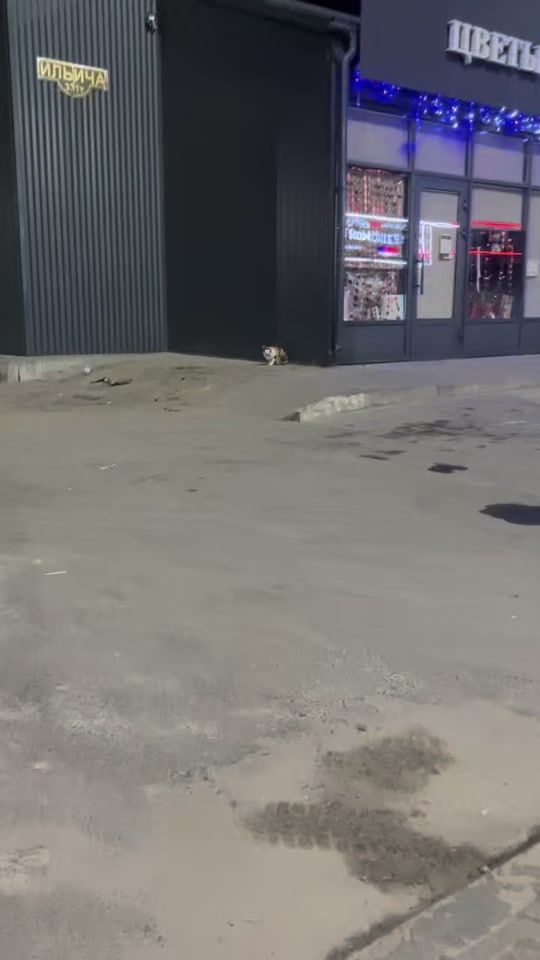 TikTok video thumbnail by zoofuria