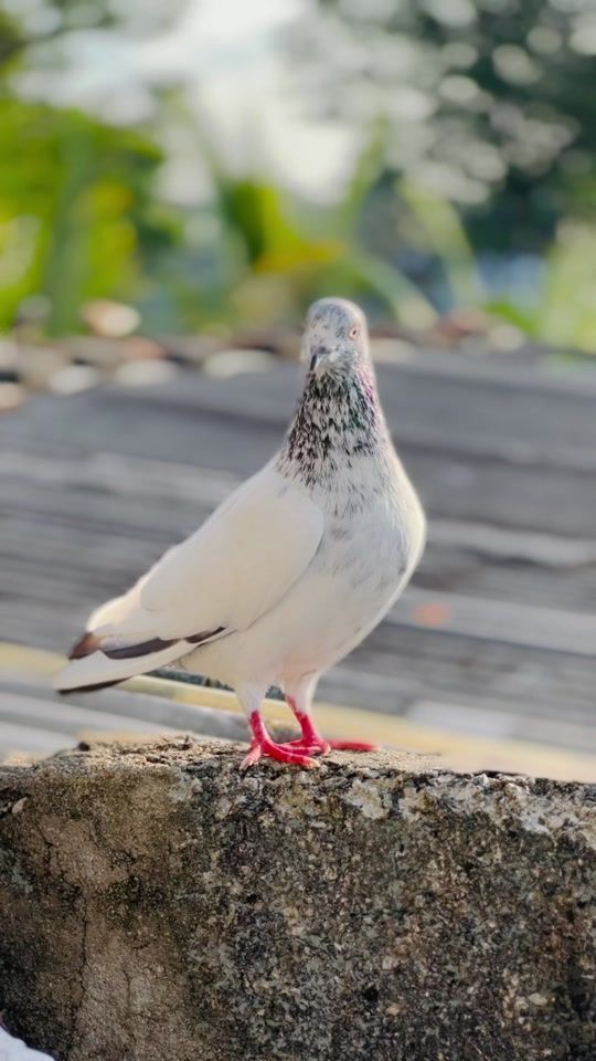 TikTok video thumbnail by pigeonlover_21