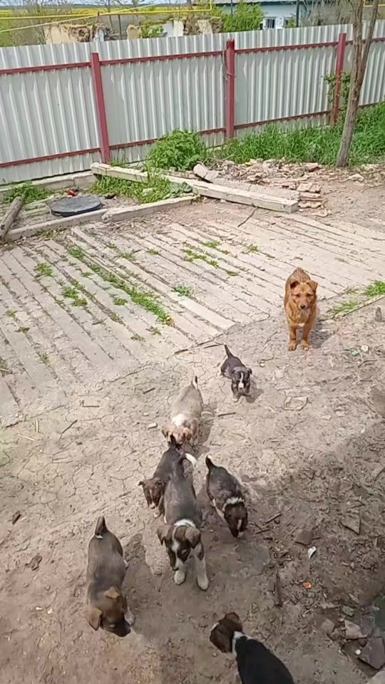 TikTok video thumbnail by user217519381552