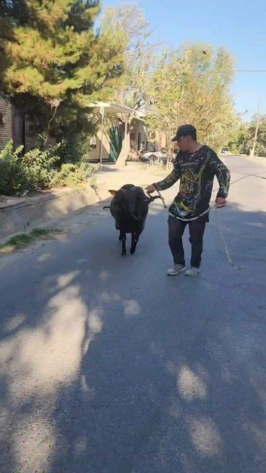 TikTok video thumbnail by mexriddin8448