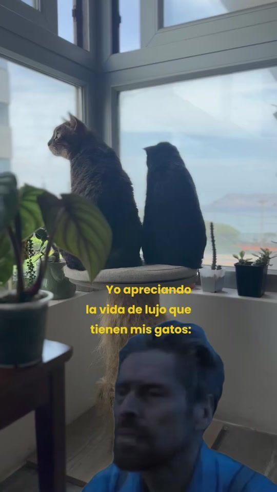 TikTok video thumbnail by chuscofino