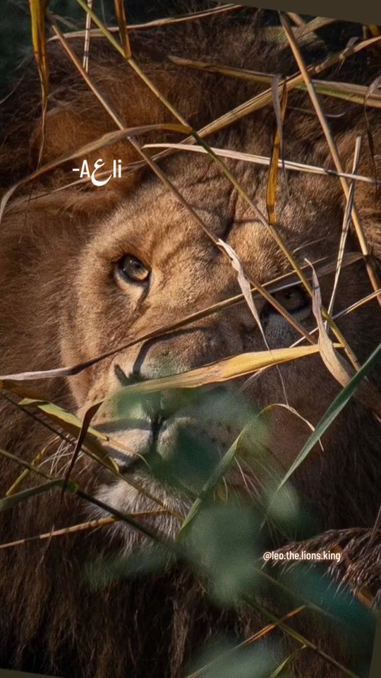 TikTok video thumbnail by leo.the.lions.king