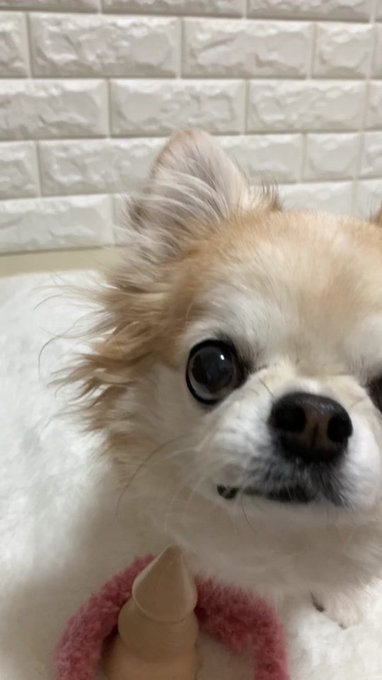 TikTok video thumbnail by mewandeevee