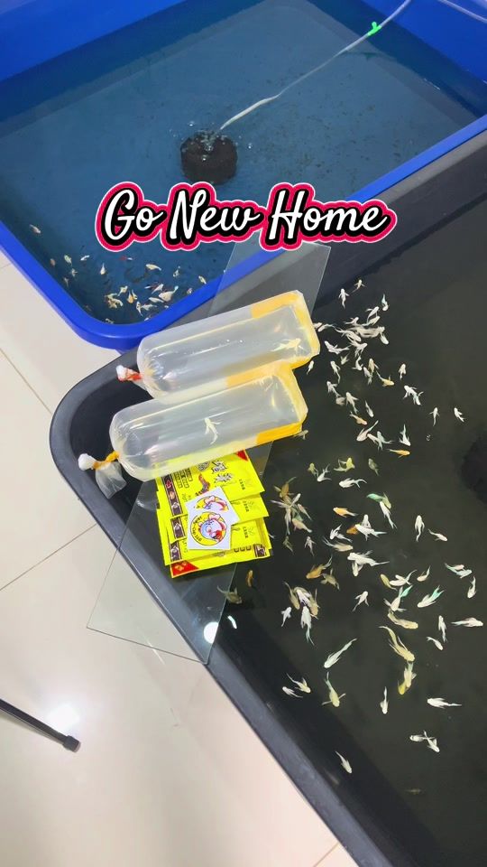 TikTok video thumbnail by mollycup168