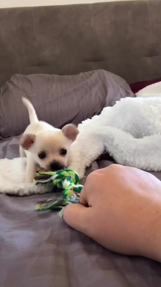 TikTok video thumbnail by fox.anna2014