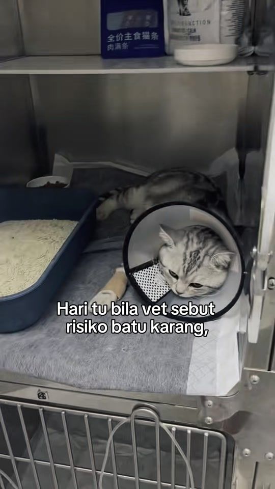 TikTok video thumbnail by pawmisedland