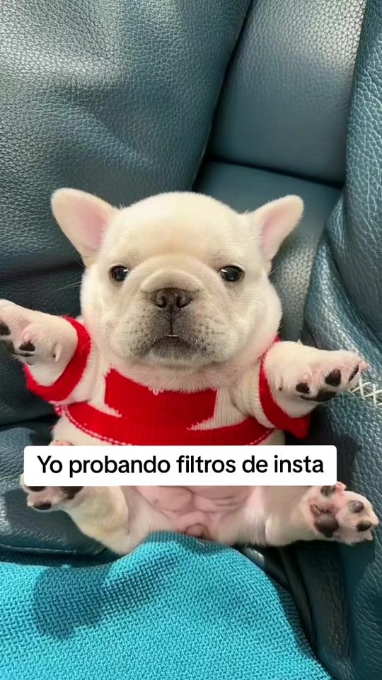 TikTok video thumbnail by thepibblepost