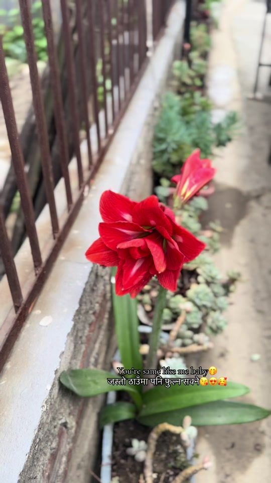 TikTok video thumbnail by plants_for_house_decore