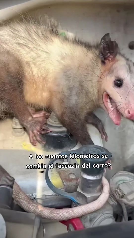 TikTok video thumbnail by comprasegurasv