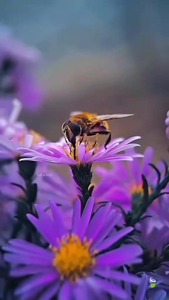 TikTok video thumbnail by mohamed_._amine