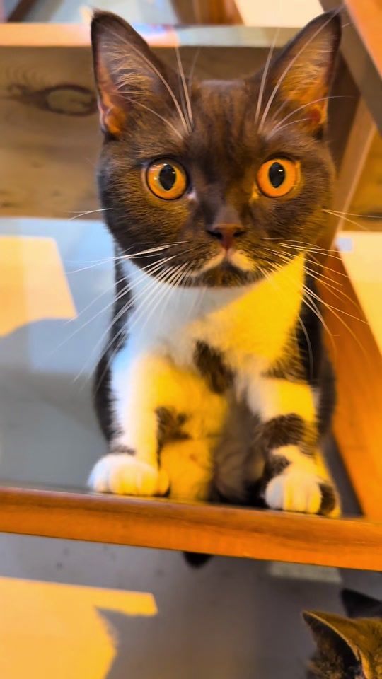TikTok video thumbnail by tinypawsvt