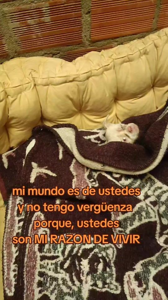 TikTok video thumbnail by alberguegenesisbolivia