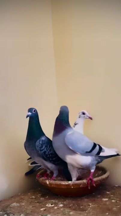 TikTok video thumbnail by thier.loft
